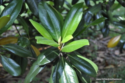 Magnolia grandiflora 'Edith Bogue' — photo 4